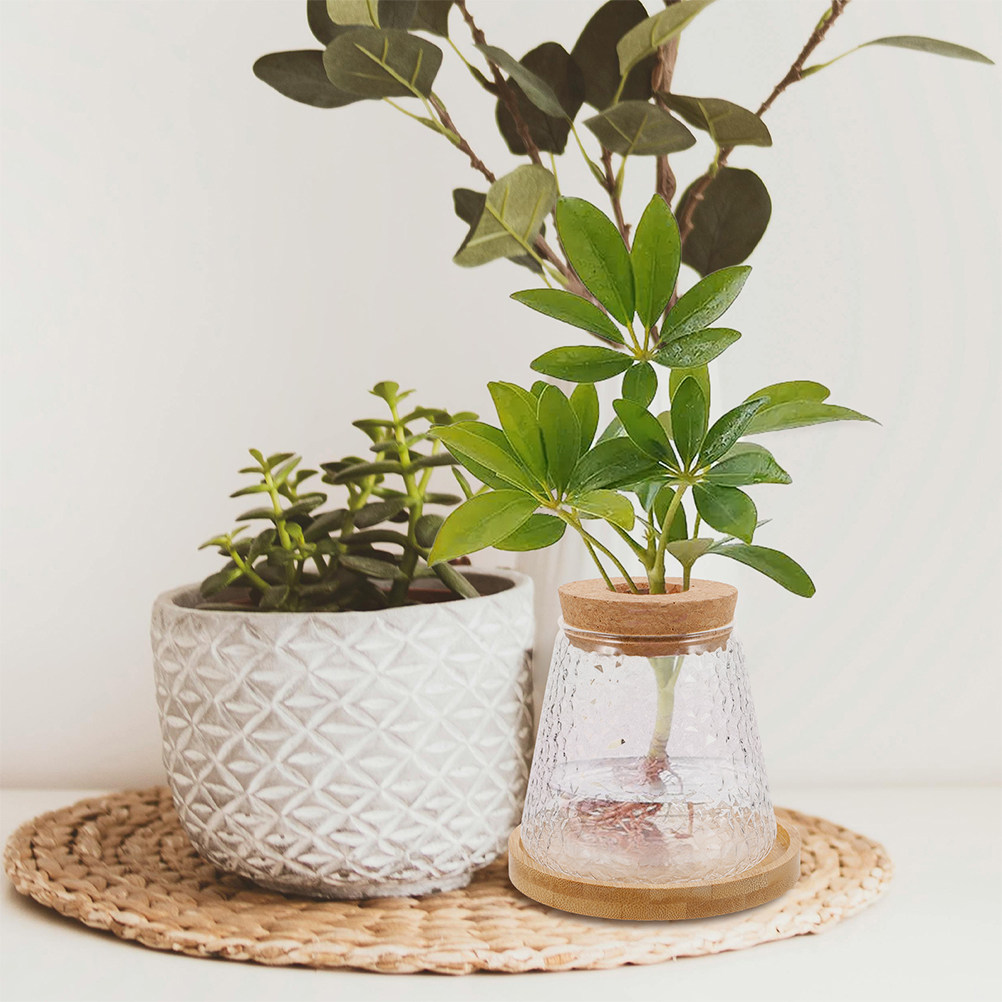 Propagation Station Vase - 2 Buah Vas Hidroponik Kaca, Wadah