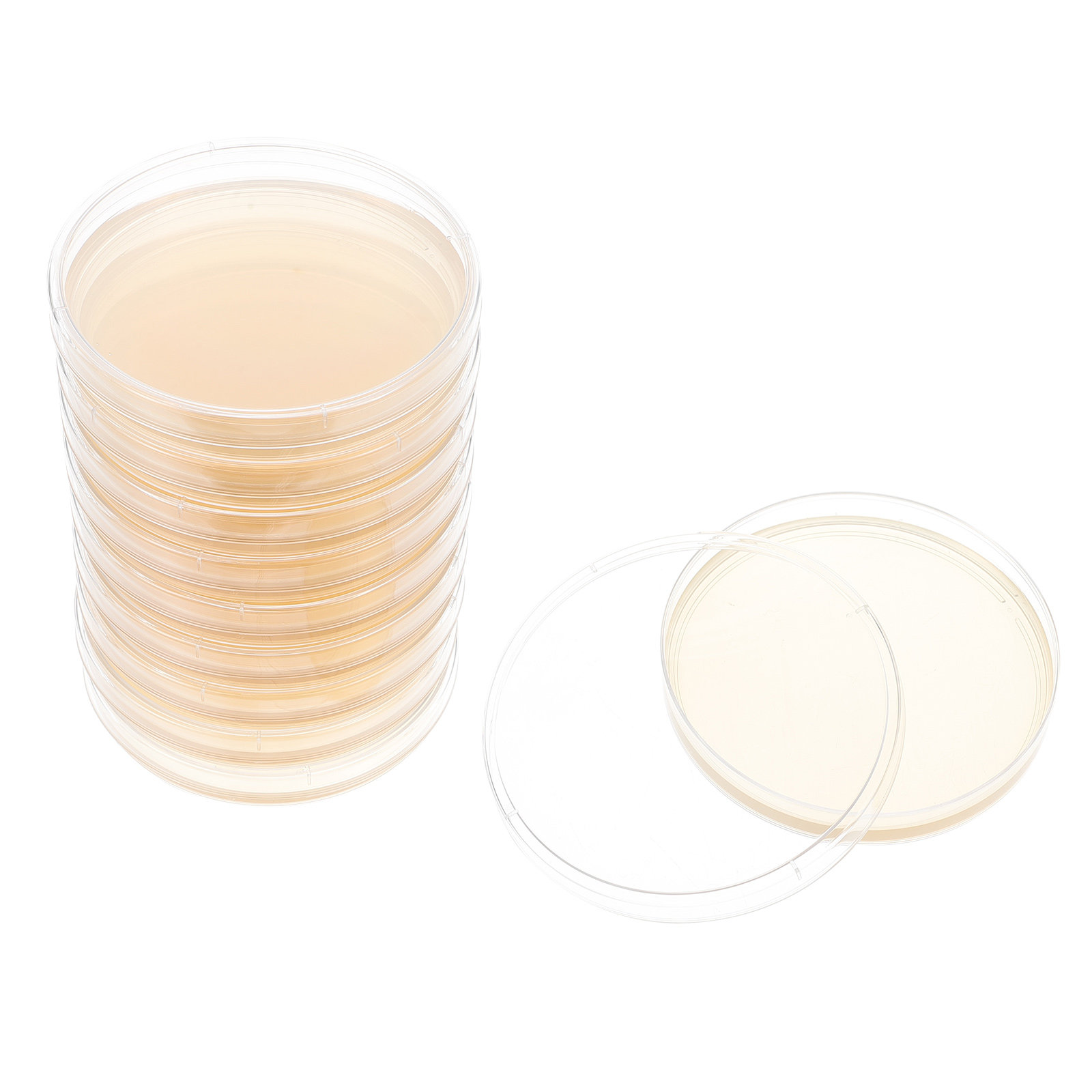Agar Tissue Culture - 10 Buah Piring Agar Nutrisi Cawan