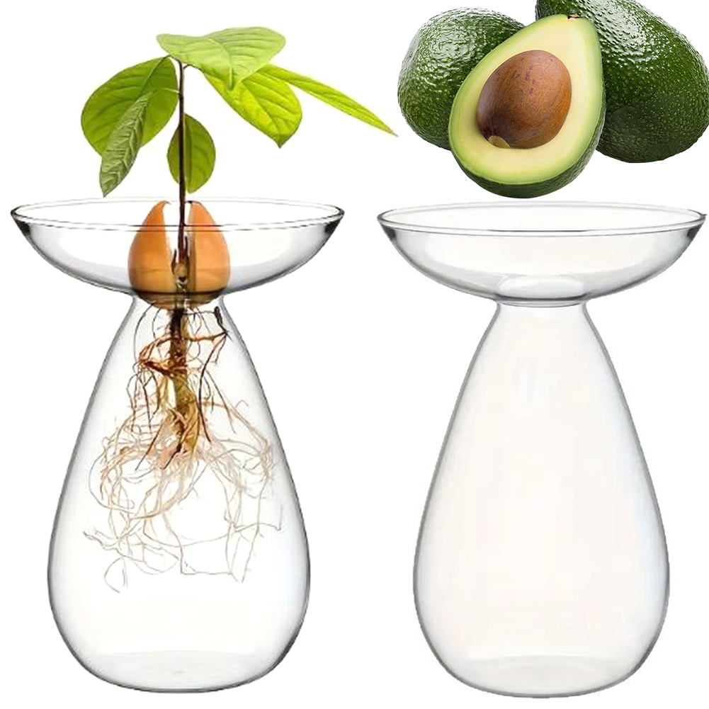 Propagation Station Vase - Vas Hidroponik Pembenihan Biji Alpukat Transparan,
