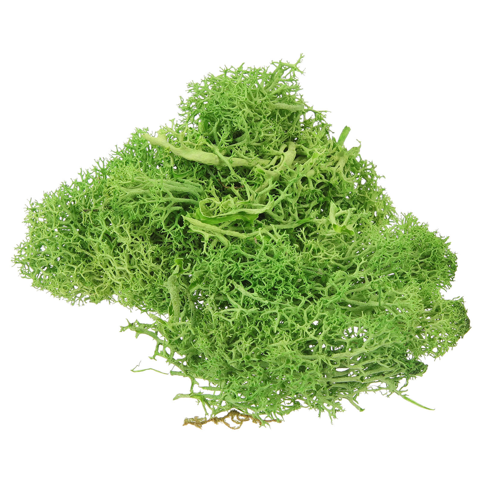 Lumut Sphagnum Coklat Palsu un - Sphagnum Moss Dry ulasan dan harga