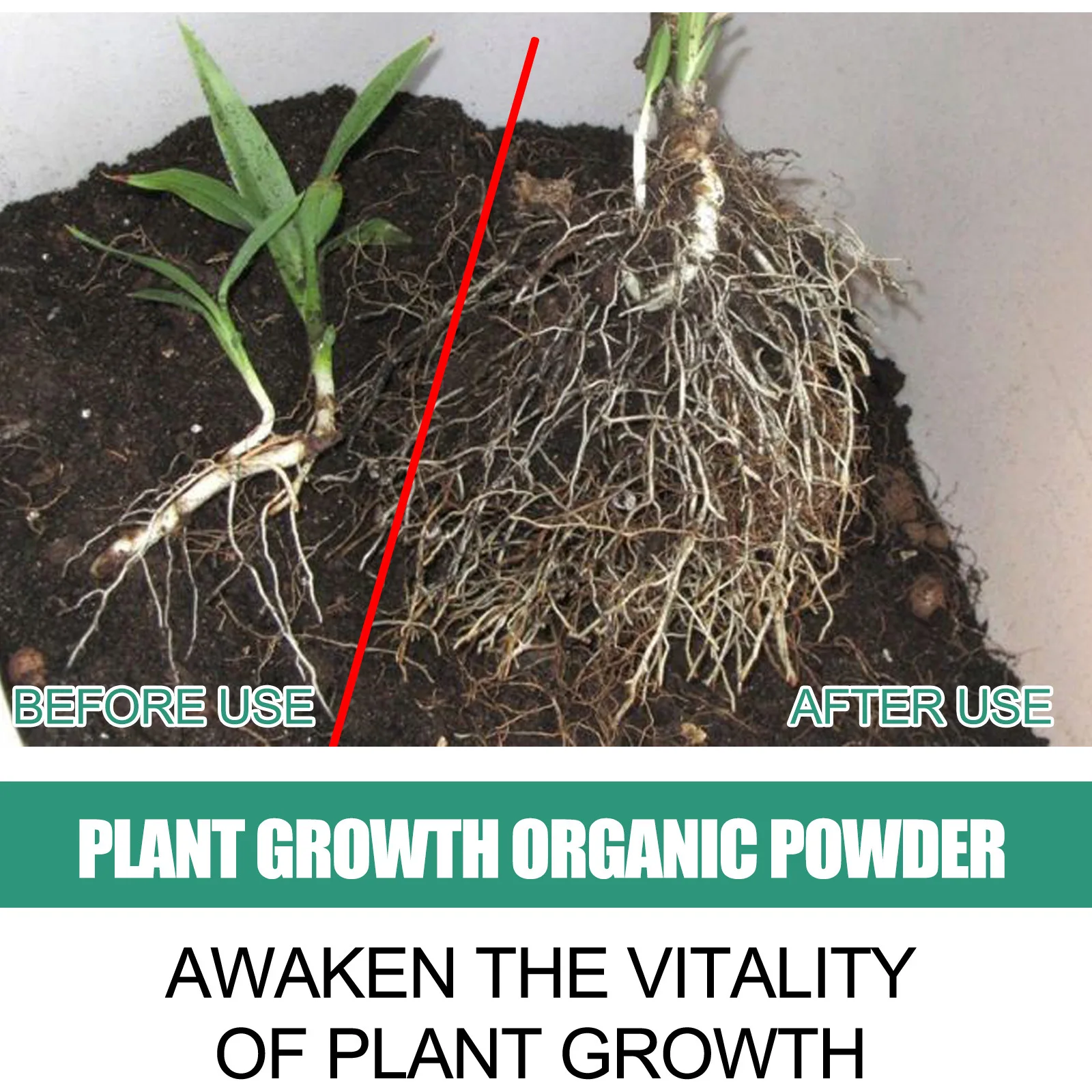 Cepat akar bubuk tanaman perba - Rooting Hormone Powder ulasan dan harga