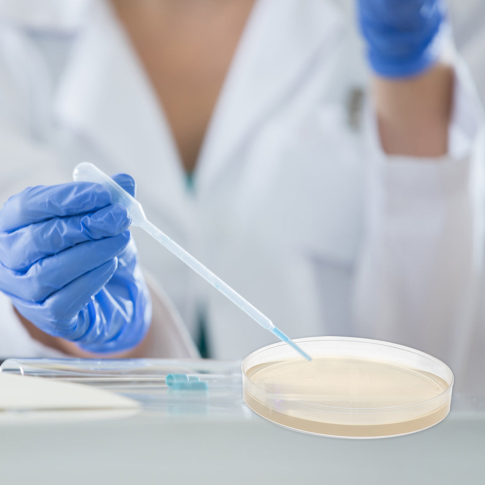 10 Buah Piring Agar Nutrisi Ca - Agar Tissue Culture ulasan dan harga