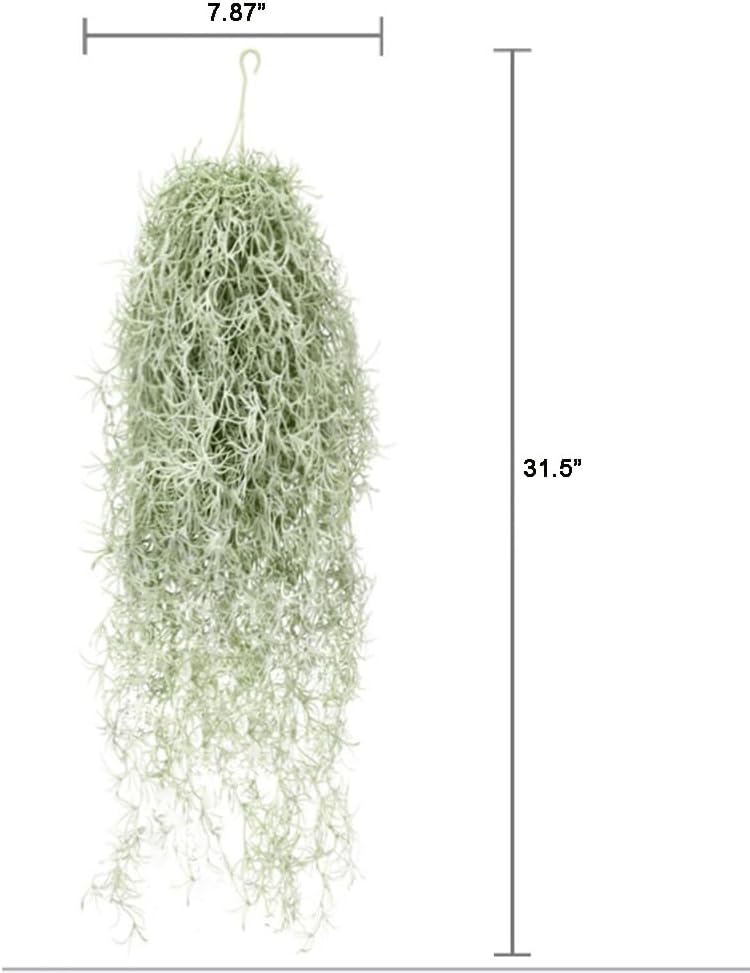 Tanaman Udara Tillandsia Berke - Sphagnum Moss Dry ulasan dan harga