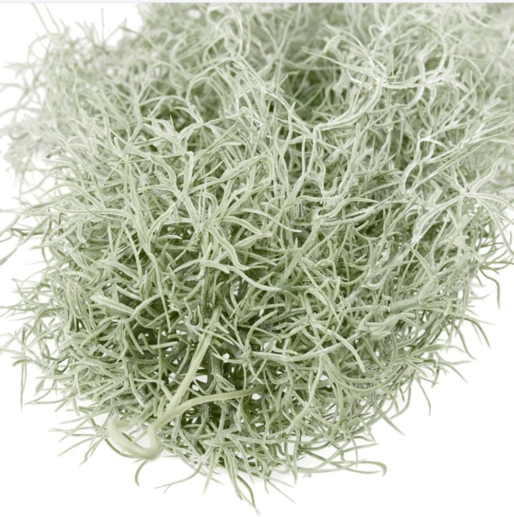 Tanaman Udara Tillandsia Berke - Sphagnum Moss Dry ulasan dan harga
