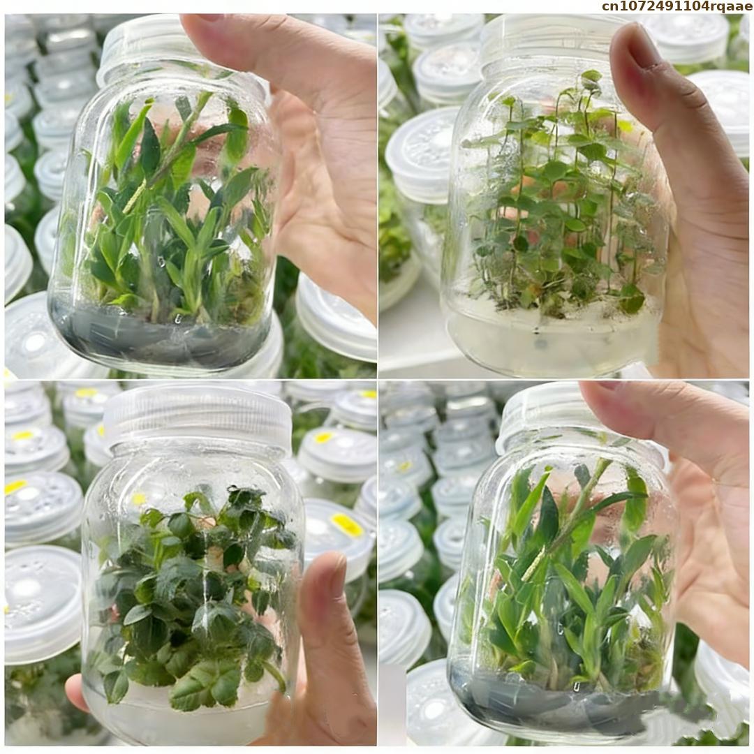 Bubuk Agar Kultur Jaringan Tan - Agar Tissue Culture ulasan dan harga