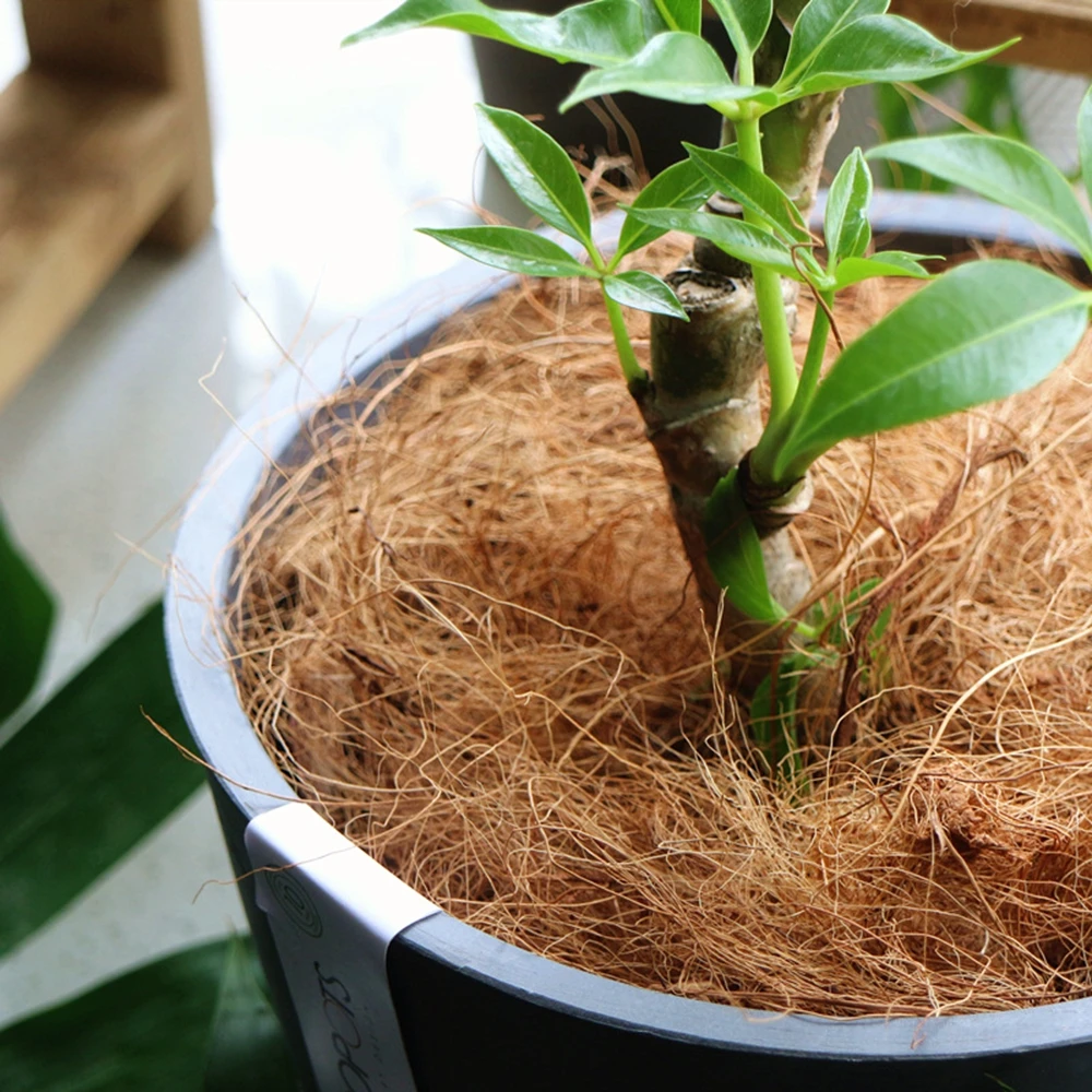 Kerajinan sarung pot bunga ser - Sphagnum Moss Dry ulasan dan harga