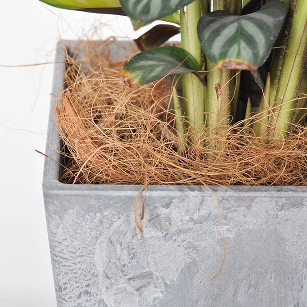 Kerajinan sarung pot bunga ser - Sphagnum Moss Dry ulasan dan harga