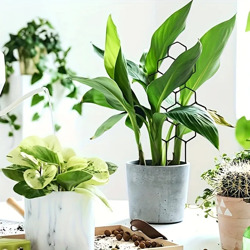 3 Buah Rak Pendukung Tanaman C - Sphagnum Moss Dry ulasan dan harga