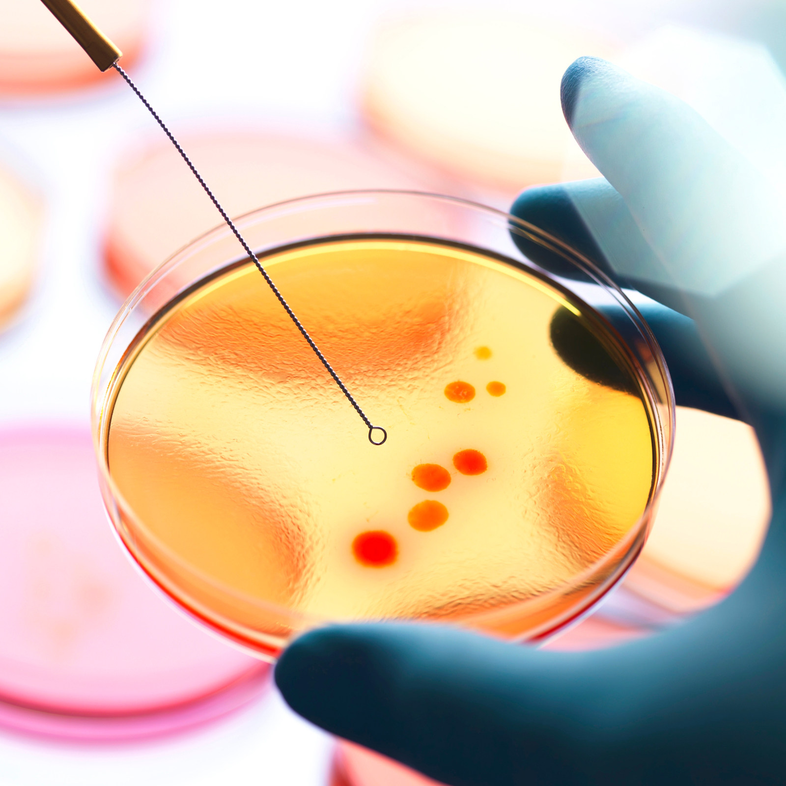 20 Buah Cawan Petri Agar Nutri - Agar Tissue Culture ulasan dan harga
