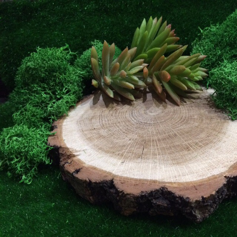 20G Alami Lumut Buatan Tanaman - Sphagnum Moss Dry ulasan dan harga